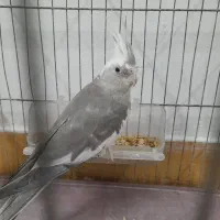 طوطی عروس جفت|پرنده|رشت, نظری|دیوار