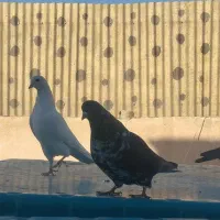 معاوضه با قلیون