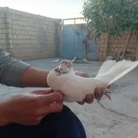 غریب گیری وقفس فروشی|پرنده|کوهدشت, |دیوار