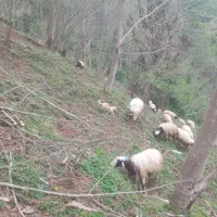 فروش گوسفنده بابره و بز با بزچه