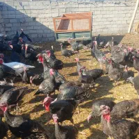 بوقلمون|حیوانات مزرعه|مشگین شهر, |دیوار