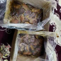 خرماهای شاهانی خفر و خاوران