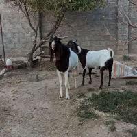 تکه پاکستانی نر بز اصیل لنگ سه قلو|حیوانات مزرعه|مشهد, باغ فراگرد|دیوار