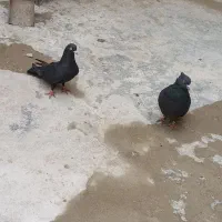 دو جفت کفتر تهرانی معاوضه با عروس هلندی