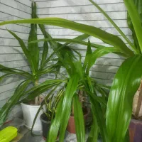 گلدانهای زیبا و تمیز|گل و گیاه طبیعی|فلاورجان, |دیوار