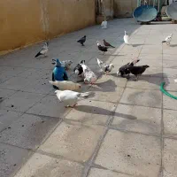 تعدادی کفتر پرشی فروشی