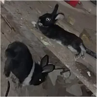 خرگوش