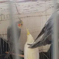 عروس هلندی|پرنده|گرگان, |دیوار