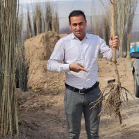 فروش انواع نهال مثمر شناسنامه‌دارـارسال ب همه نقاط|خدمات باغبانی و درختکاری|شیراز, نصر|دیوار