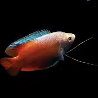 ماهی گورامی دارف رد و بلو کلکسیونی نمایشی گرید ++A|ماهی|اراک, |دیوار