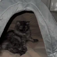 گربه پرشین ماده