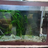 آکواریوم|ماهی|اصفهان, مسجد مصلی|دیوار