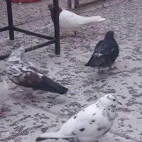 کبوتر|پرنده|اردبیل, |دیوار