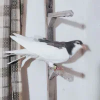 ساده جوجه|پرنده|نیشابور, بزرگمهر|دیوار