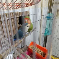 پرنده|پرنده|خمینی‌شهر, |دیوار