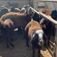 بره نر کشتاری|حیوانات مزرعه|هشتگرد, هشتگرد قدیم|دیوار