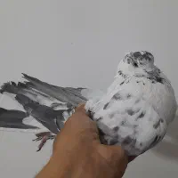 کبوتر ساعت بالا|پرنده|سیرجان, |دیوار