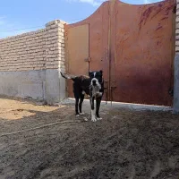 سگ رمگی|سگ|فریمان, |دیوار