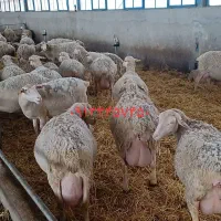 بره نرهای ژنتیکی از پدرتری پلاس مادرهای پرتولید|حیوانات مزرعه|پاریز, |دیوار