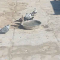 کفترافغانی|پرنده|بندر ماهشهر, |دیوار