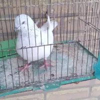 کبوتر|پرنده|رامهرمز, |دیوار