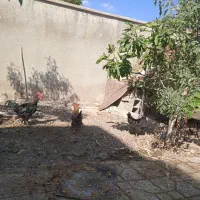 فروش مرغ و خروس