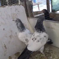 کبوتر جوانه