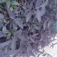 قلمه گل|گل و گیاه طبیعی|شیراز, صاحب الزمان|دیوار