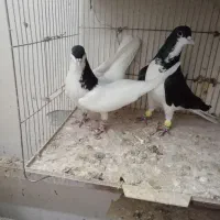 دوجفت سیاه پوش|پرنده|قزوین, |دیوار