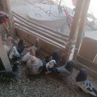 کبوتر|پرنده|لیلان, |دیوار
