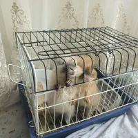 دو عدد خرگوش نژاد لوپ