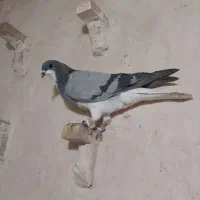 کفترپرشی بوم|پرنده|مشهد, چهاربرج|دیوار