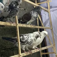 فروش فوری کبوتر کفتر زیر قیمت|پرنده|نوشهر, |دیوار