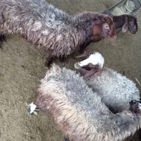 بره و بز و کولار بره کیلویی ۳۸۰|حیوانات مزرعه|کاشان, آیت الله سعیدی|دیوار