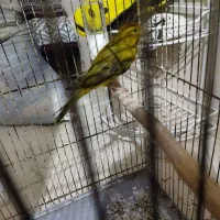 قناری نر سبز بخونه و گلبسر بخون