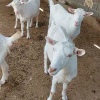 بز سانن اصل|حیوانات مزرعه|تهران, سعیدآباد|دیوار