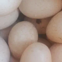 تخم بوقلمون نطفه دار