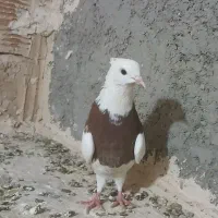 چند عدد طوقی|پرنده|آشخانه, |دیوار