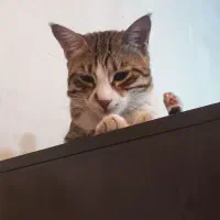 واگذاری گربه|گربه|شهرکرد, |دیوار