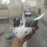 کفتر افغانی