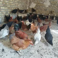 مرغ