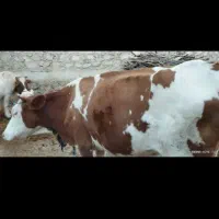 گاو و گوساله|حیوانات مزرعه|بدره, |دیوار