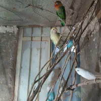 مرغ عشق و کوتوله|پرنده|زابل, |دیوار