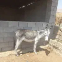 الاغ رام گردن کلفت جوان