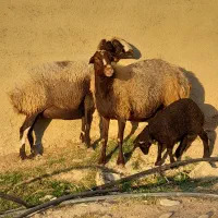 دو میش شیره دار