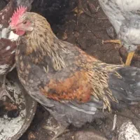 خروس محلی|حیوانات مزرعه|رشت, جانبازان|دیوار