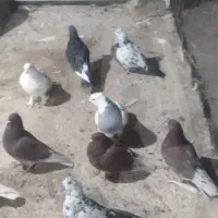 کبوتر فروشی