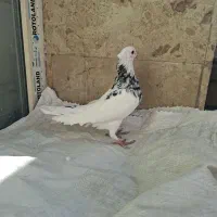 کبوتر طوقی|پرنده|قم, انسجام|دیوار