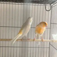 دوجفت قناری مست|پرنده|ملایر, |دیوار