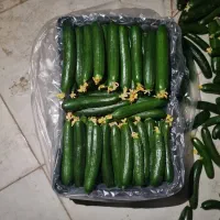 قبول انواع سفارش میوه وتره بار|خدمات پذیرایی، مراسم|کرمان, |دیوار